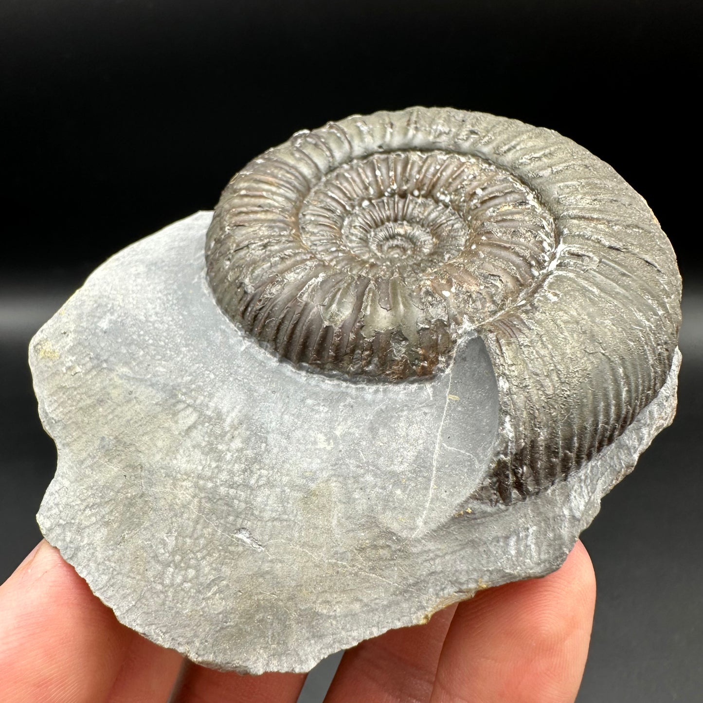 Catacoeloceras Sp. ammonite fossil with box and stand- Whitby, North Yorkshire Jurassic Coast Yorkshire Fossils