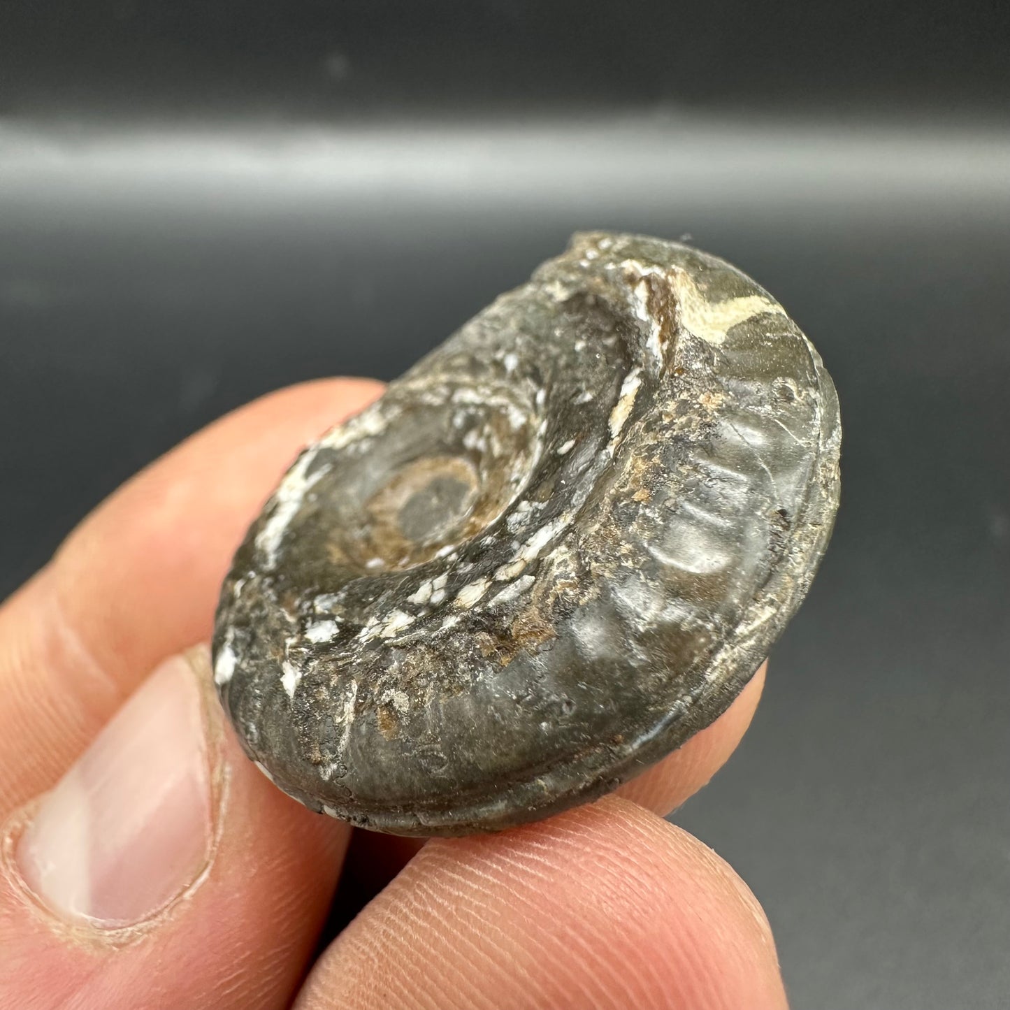 Hildoceras Bifrons Ammonite fossil with box and stand - Whitby, North Yorkshire Jurassic Coast, Yorkshire Fossils from the Jurassic Coast