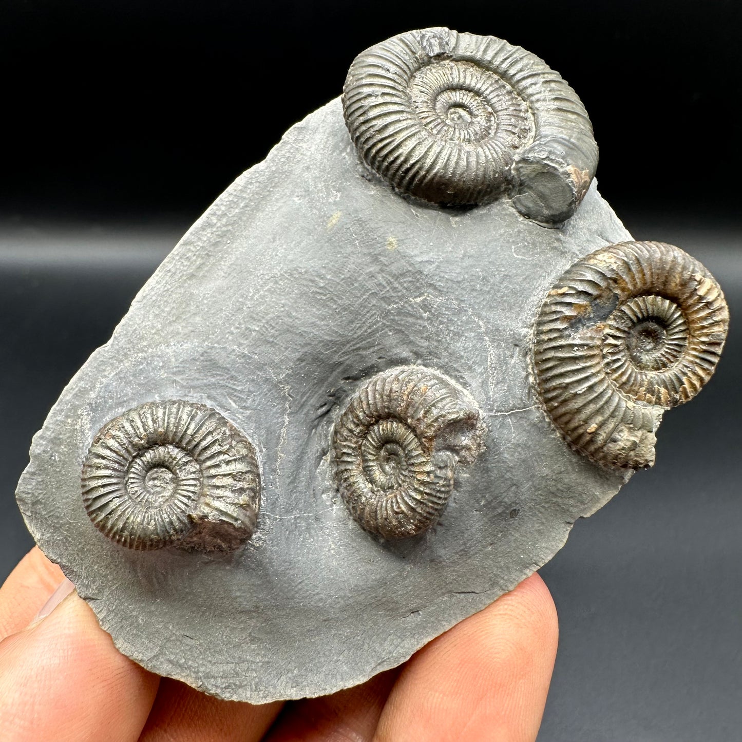 Dactylioceras Ammonite Fossil With Box And Stand - Whitby, North Yorkshire Jurassic Coast Yorkshire Fossils