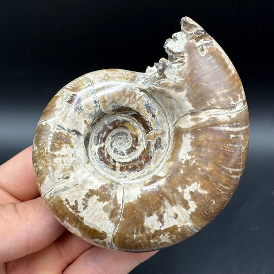Puzosia Ammonite Fossil With Box And Stand - Cretaceous Ammonite Madagascar