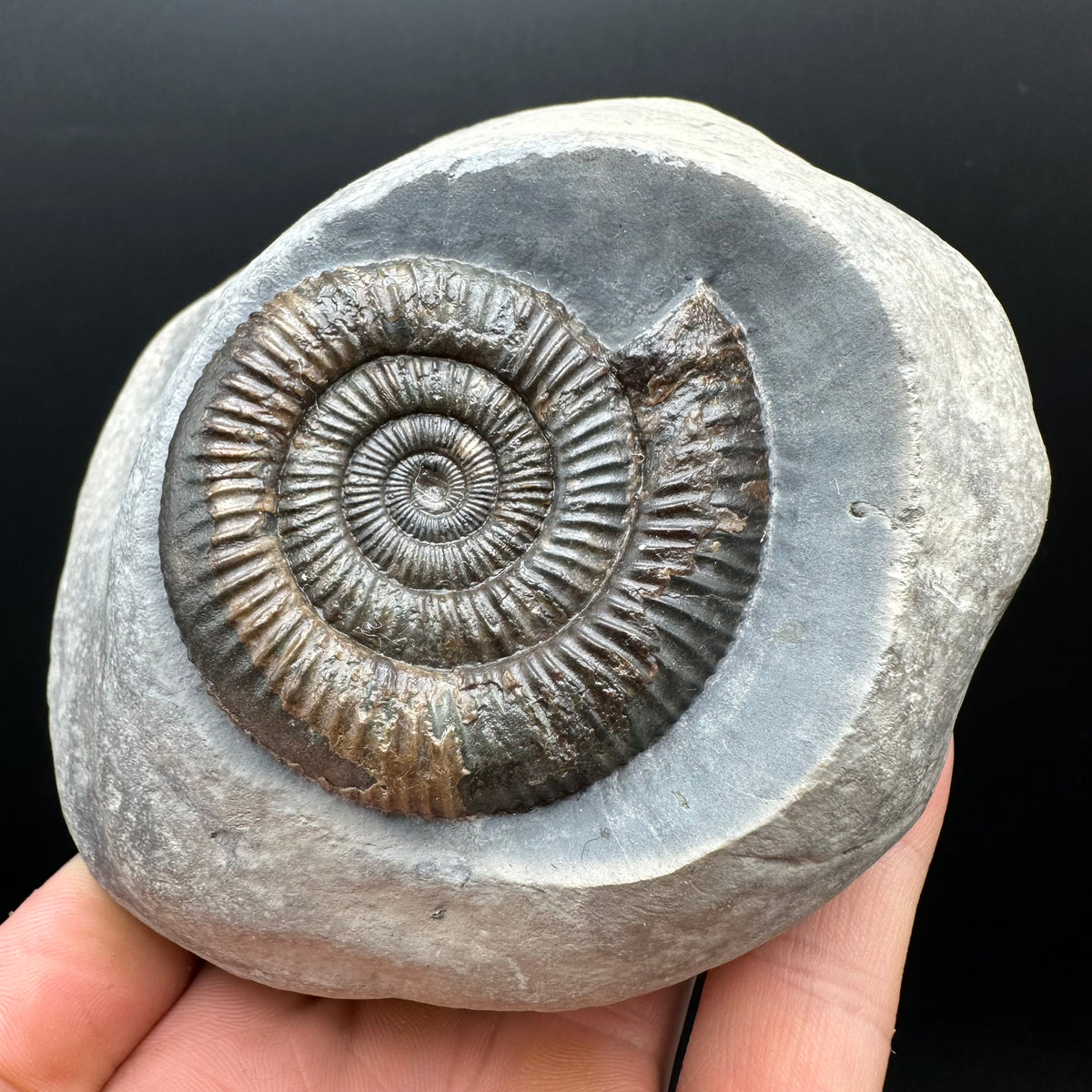 Dactylioceras Ammonite Fossil With Stand - Whitby, North Yorkshire Jurassic Coast Yorkshire Fossils