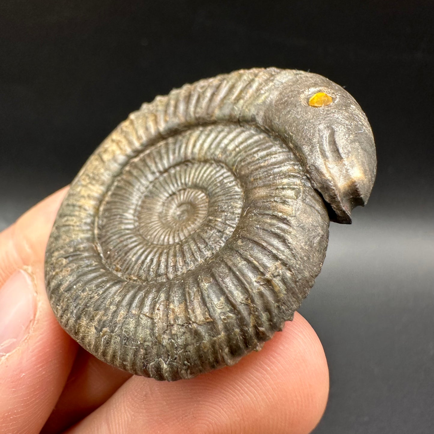 Snakestone Ammonite Fossil With Bag/Box And Stand - Whitby, North Yorkshire Jurassic Coast Yorkshire Fossils