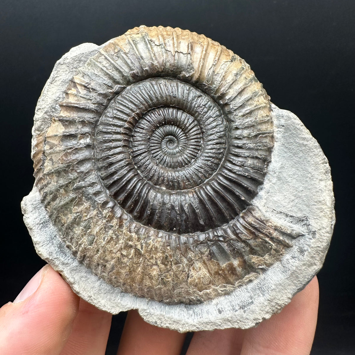 Dactylioceras Ammonite nodule (split pair) Fossil With Box And Stand - Whitby, North Yorkshire Jurassic Coast Yorkshire Fossils