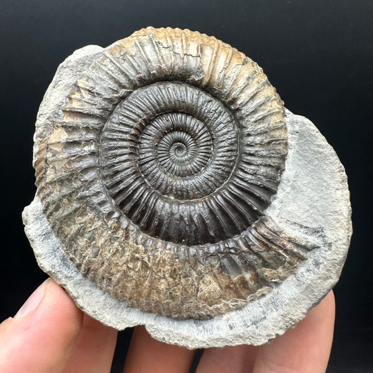 Dactylioceras Ammonite nodule (split pair) Fossil With Box And Stand - Whitby, North Yorkshire Jurassic Coast Yorkshire Fossils