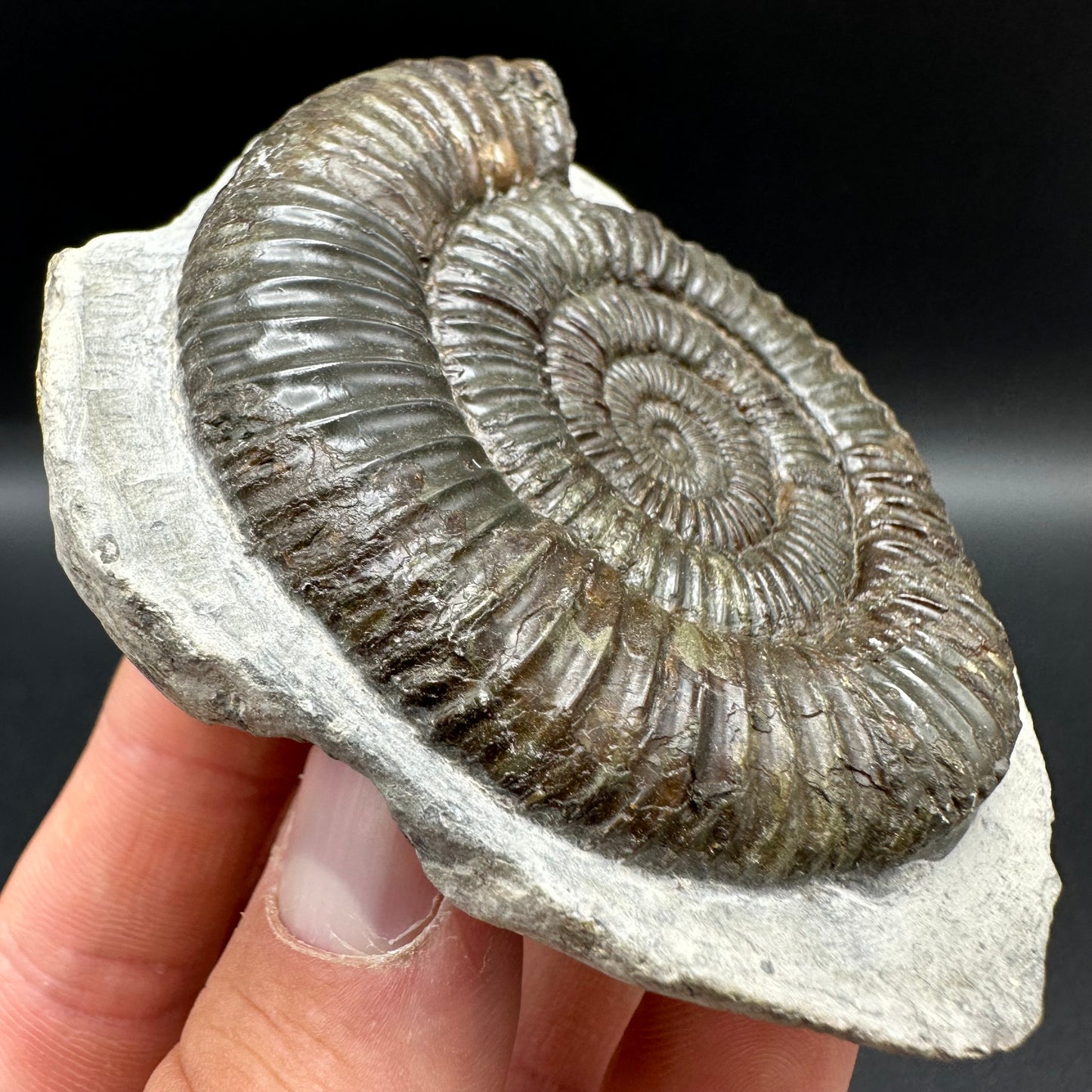 Dactylioceras Ammonite Fossil With Box And Stand - Whitby, North Yorkshire Jurassic Coast Yorkshire Fossils