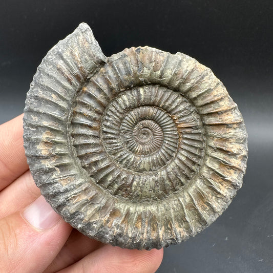 Dactylioceras Ammonite Fossil With box and Stand - Whitby, North Yorkshire Jurassic Coast Yorkshire Fossils