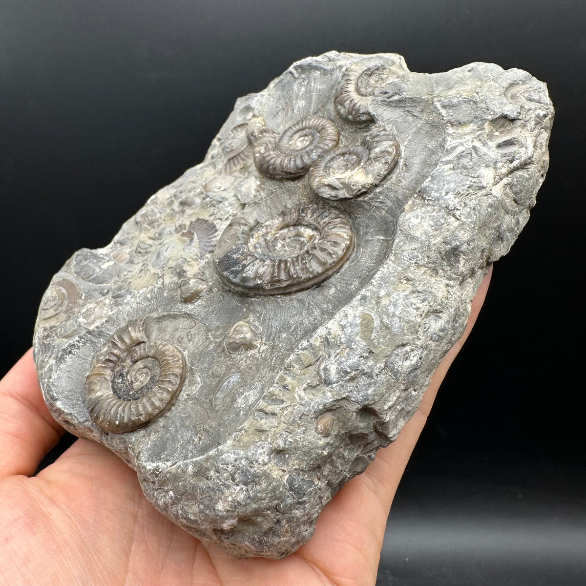 Arnioceras ammonite shell fossil with stand - Whitby, North Yorkshire Jurassic Coast Yorkshire Fossils