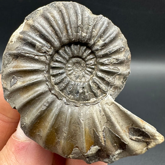 Asteroceras Ammonite fossil with box and stand - Whitby, North Yorkshire Jurassic Coast Yorkshire Fossils