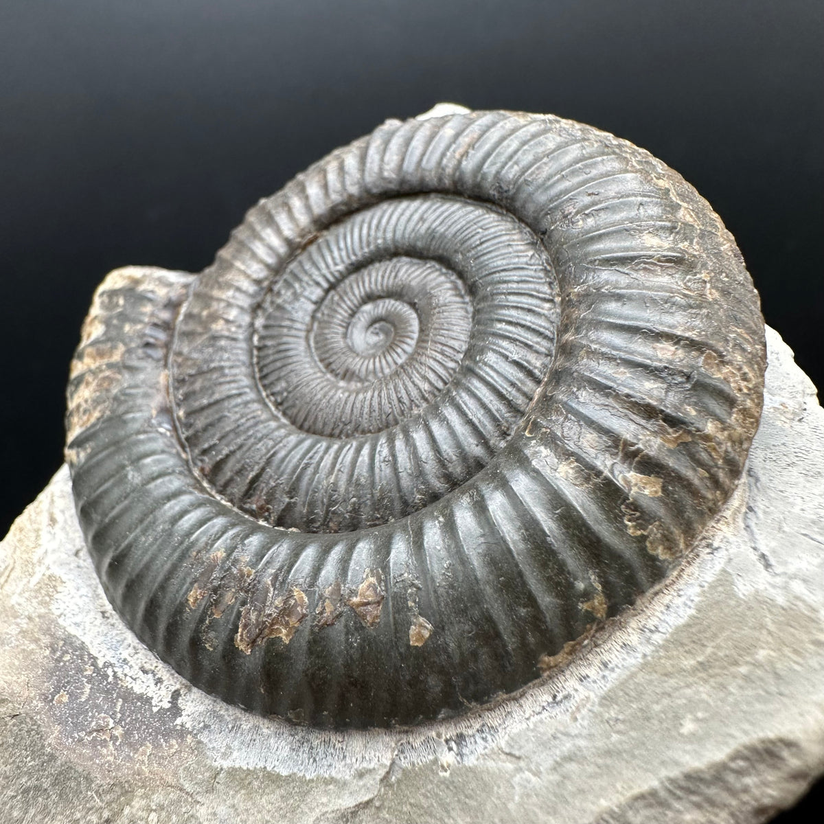 Dactylioceras Ammonite Fossil With box and Stand - Whitby, North Yorkshire Jurassic Coast Yorkshire Fossils