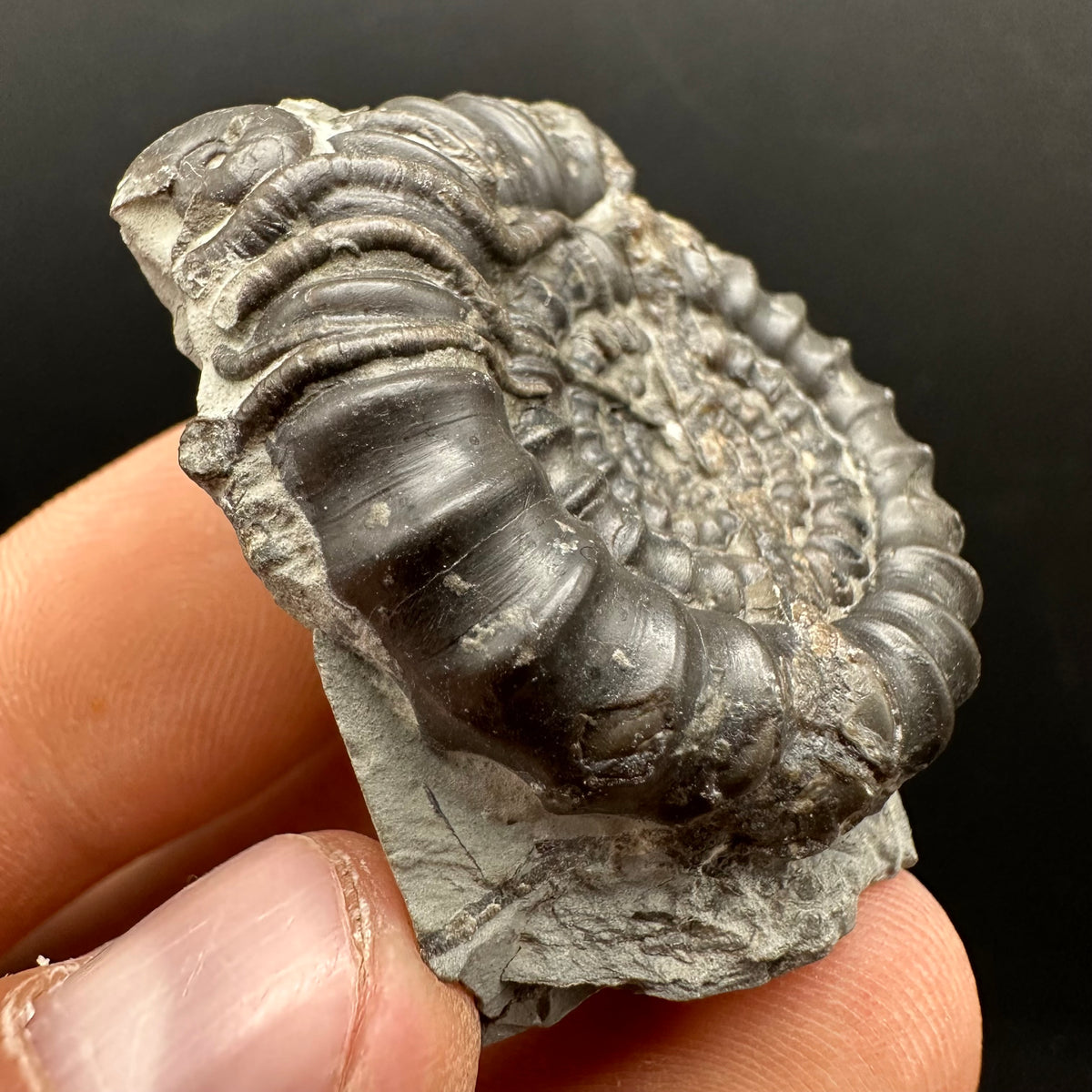 Gagaticeras Ammonite fossil with box and stand - Whitby, North Yorkshire Jurassic Coast Yorkshire Fossils