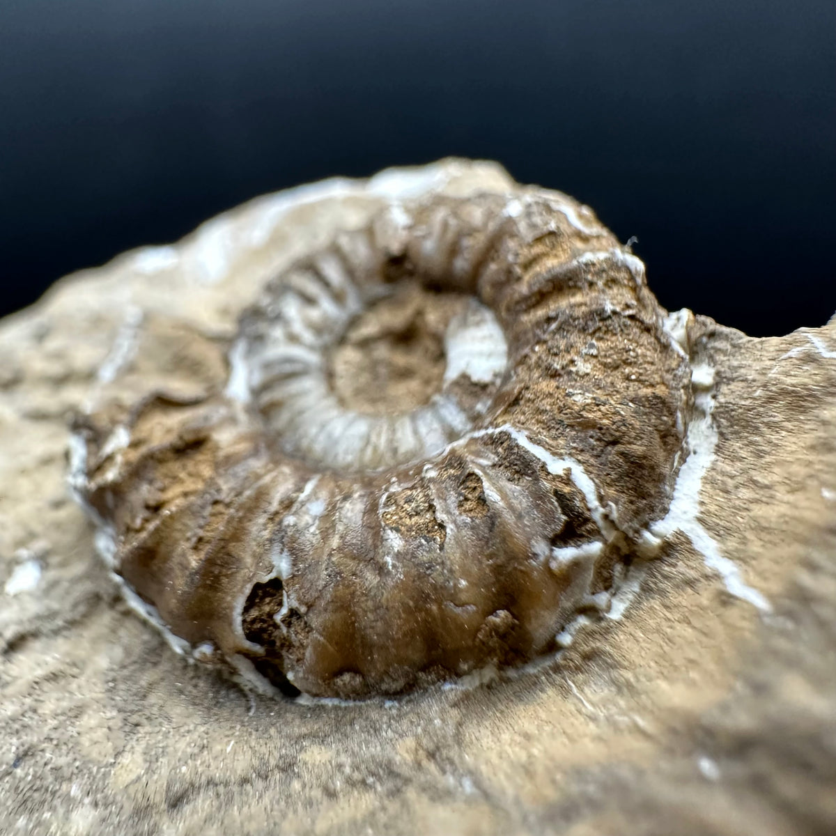 Androgynoceras capricornus Ammonite Fossil With Stand - Whitby, North Yorkshire Jurassic Coast Yorkshire Fossils
