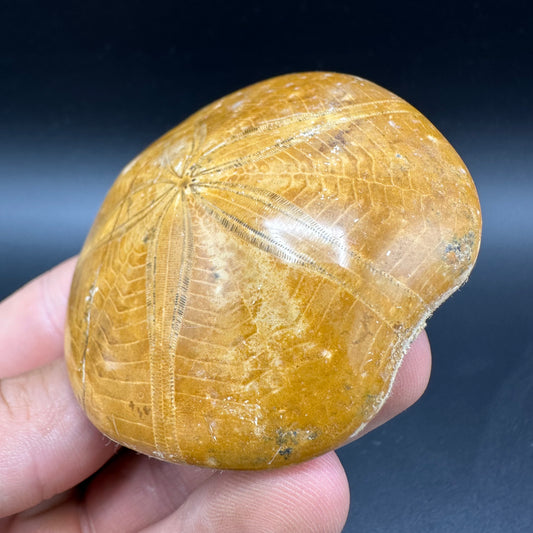 Holectypus Sea Urchin Fossil With Box And Stand - Middle Jurassic Madagascar