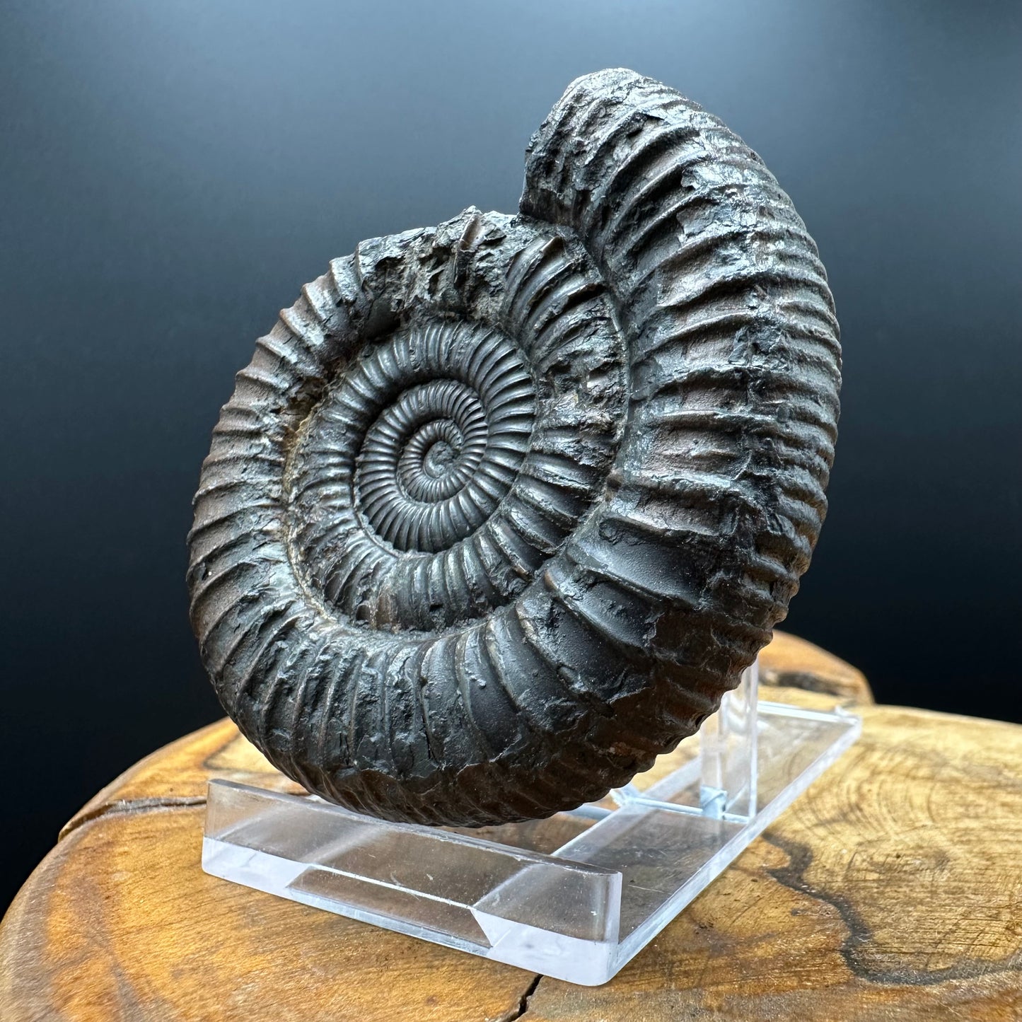 Dactylioceras Ammonite Fossil With box and Stand - Whitby, North Yorkshire Jurassic Coast Yorkshire Fossils