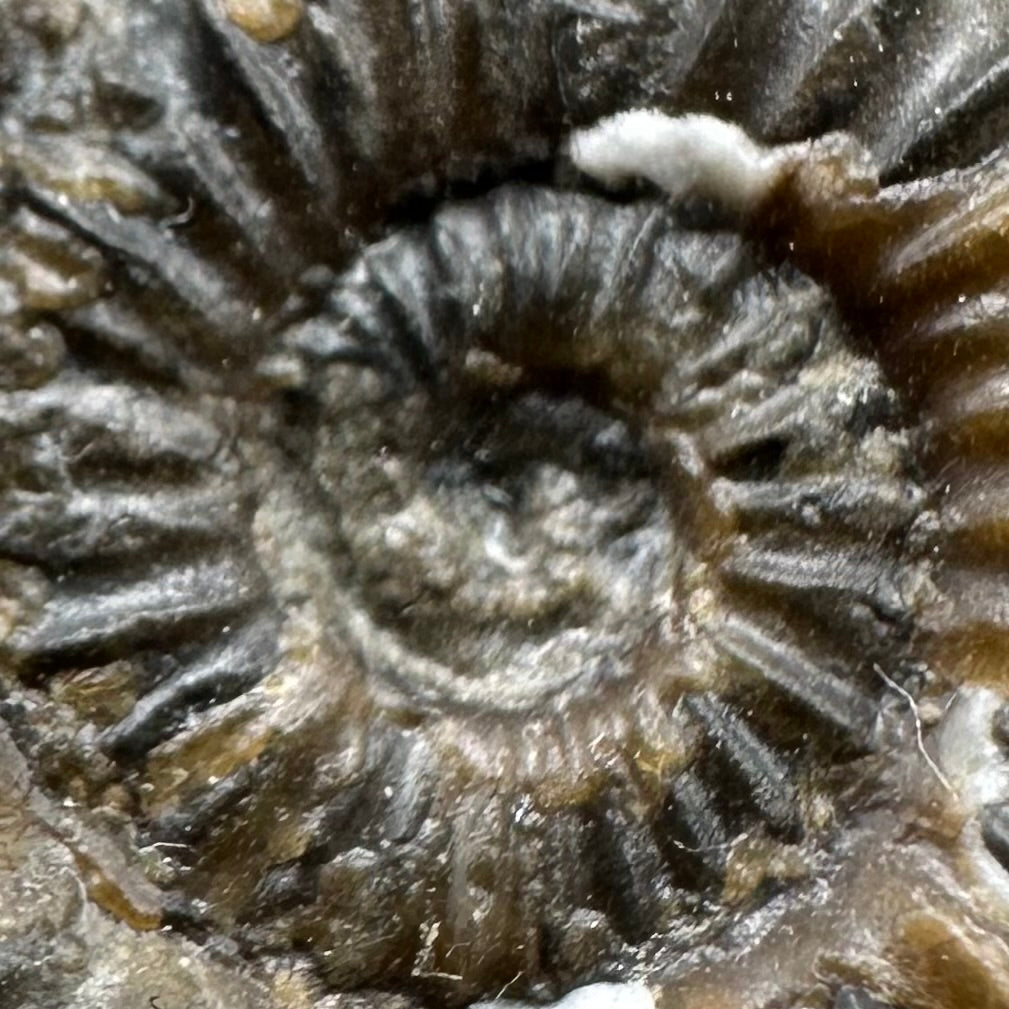 Androgynoceras capricornus Ammonite fossil with box and stand - Whitby, North Yorkshire Jurassic Coast Yorkshire Fossils