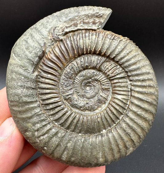 Dactylioceras Ammonite Fossil With Box And Stand - Whitby, North Yorkshire Jurassic Coast Yorkshire Fossils
