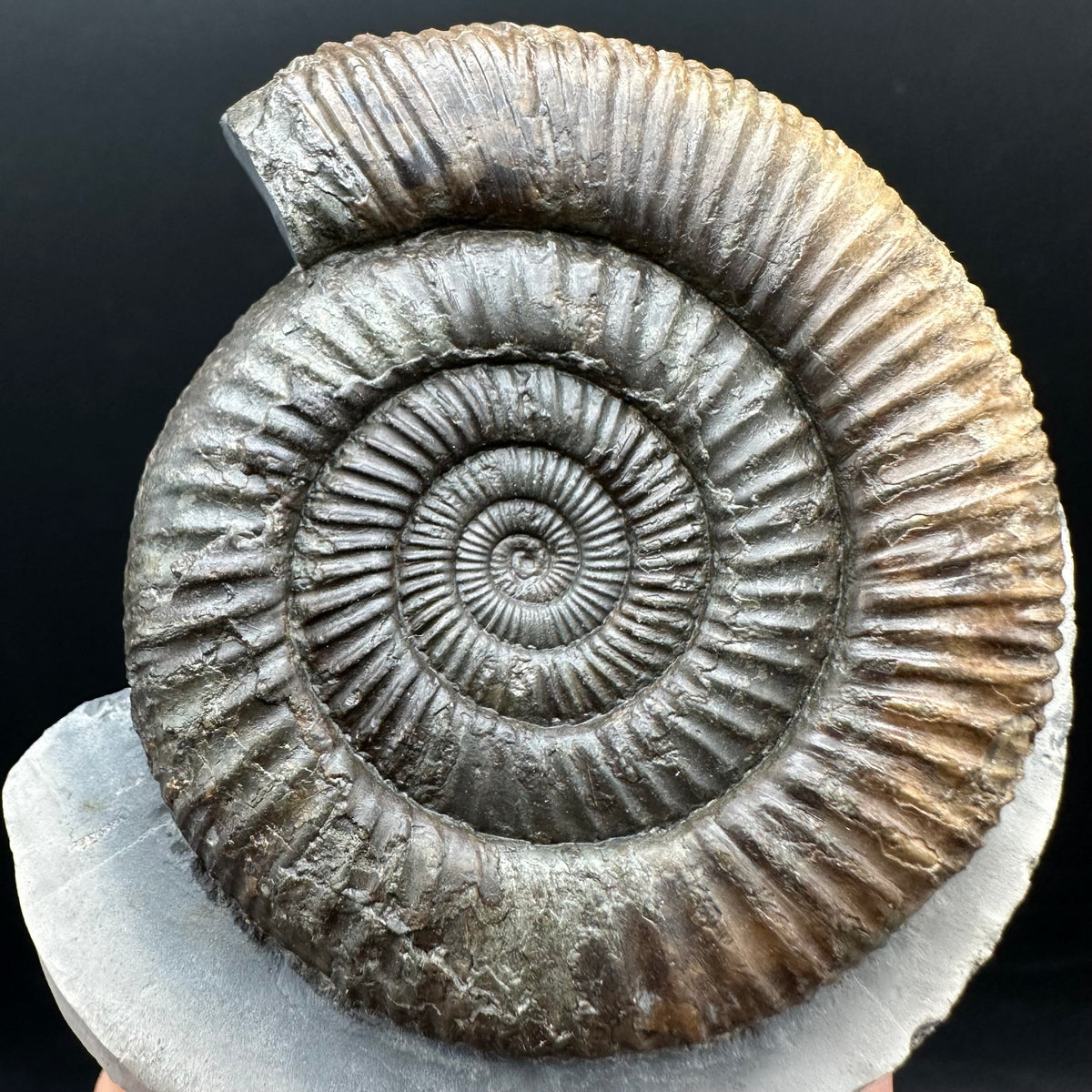 Dactylioceras Ammonite Fossil With box and Stand - Whitby, North Yorkshire Jurassic Coast Yorkshire Fossils
