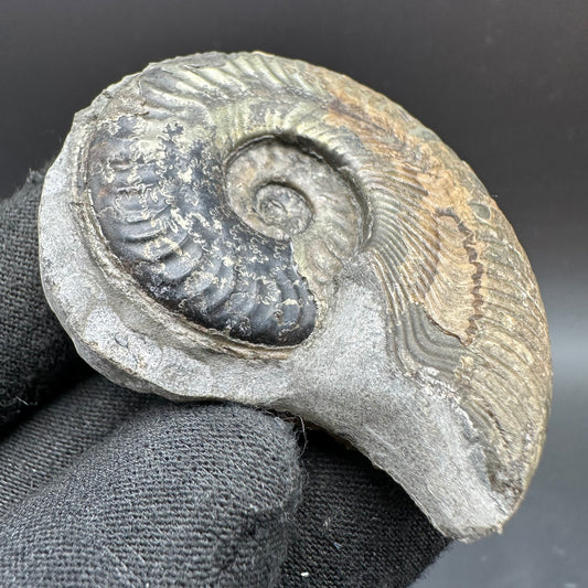 Golden Harpoceras Sp. Ammonite fossil with box and stand - Whitby, North Yorkshire Jurassic Coast Yorkshire Fossils
