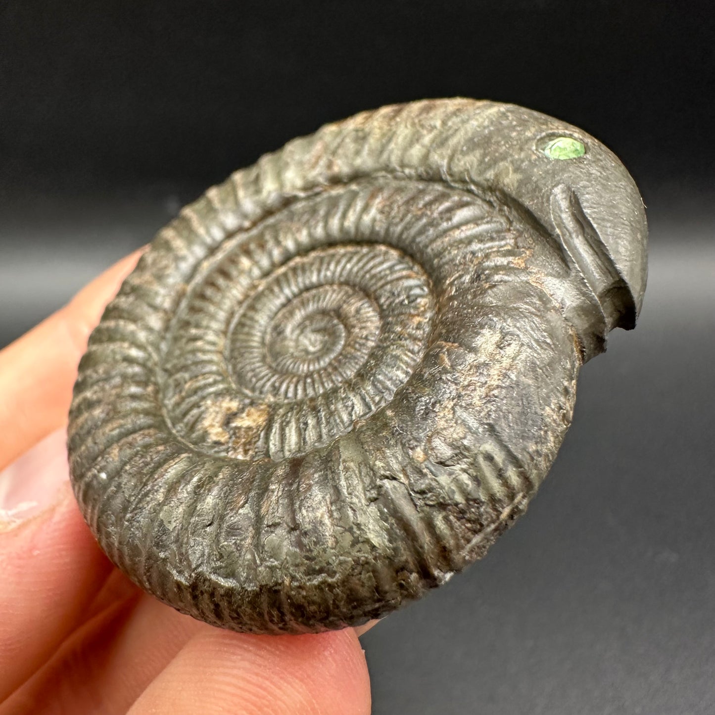Snakestone Ammonite Fossil With Bag/Box And Stand - Whitby, North Yorkshire Jurassic Coast Yorkshire Fossils