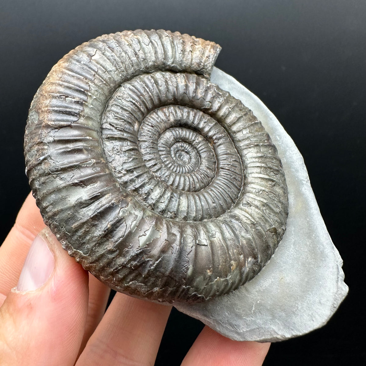 Dactylioceras Ammonite Fossil With box and Stand - Whitby, North Yorkshire Jurassic Coast Yorkshire Fossils