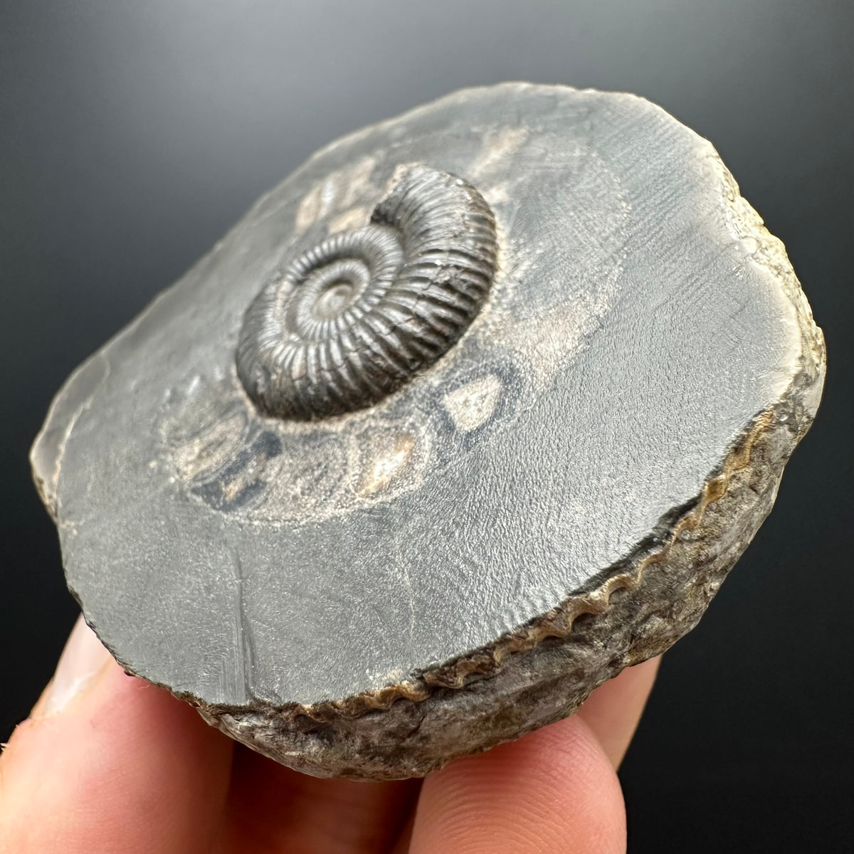 Dactylioceras Ammonite Fossil With box and Stand - Whitby, North Yorkshire Jurassic Coast Yorkshire Fossils
