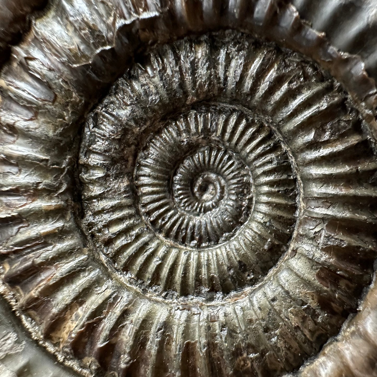 Dactylioceras Ammonite Fossil With box and Stand - Whitby, North Yorkshire Jurassic Coast Yorkshire Fossils