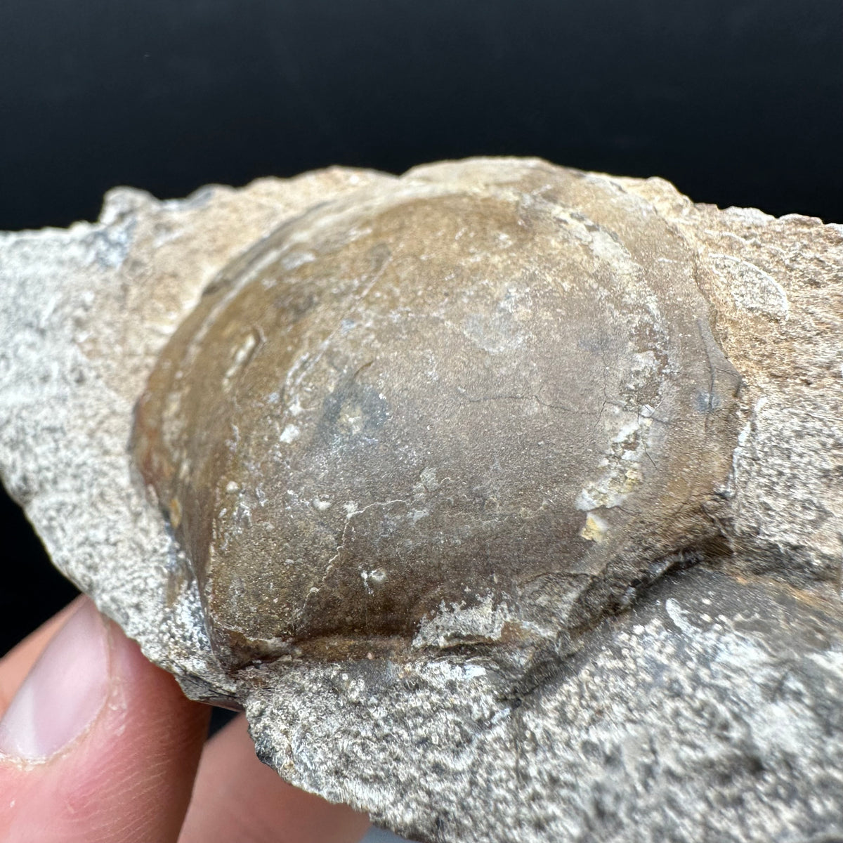 Shell fossil with stand - Whitby, North Yorkshire, Jurassic Coast, Yorkshire Fossils