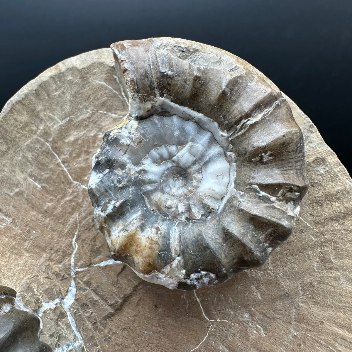Androgynoceras maculatum ammonite fossil with stand - Whitby, North Yorkshire Jurassic Coast Yorkshire Fossils