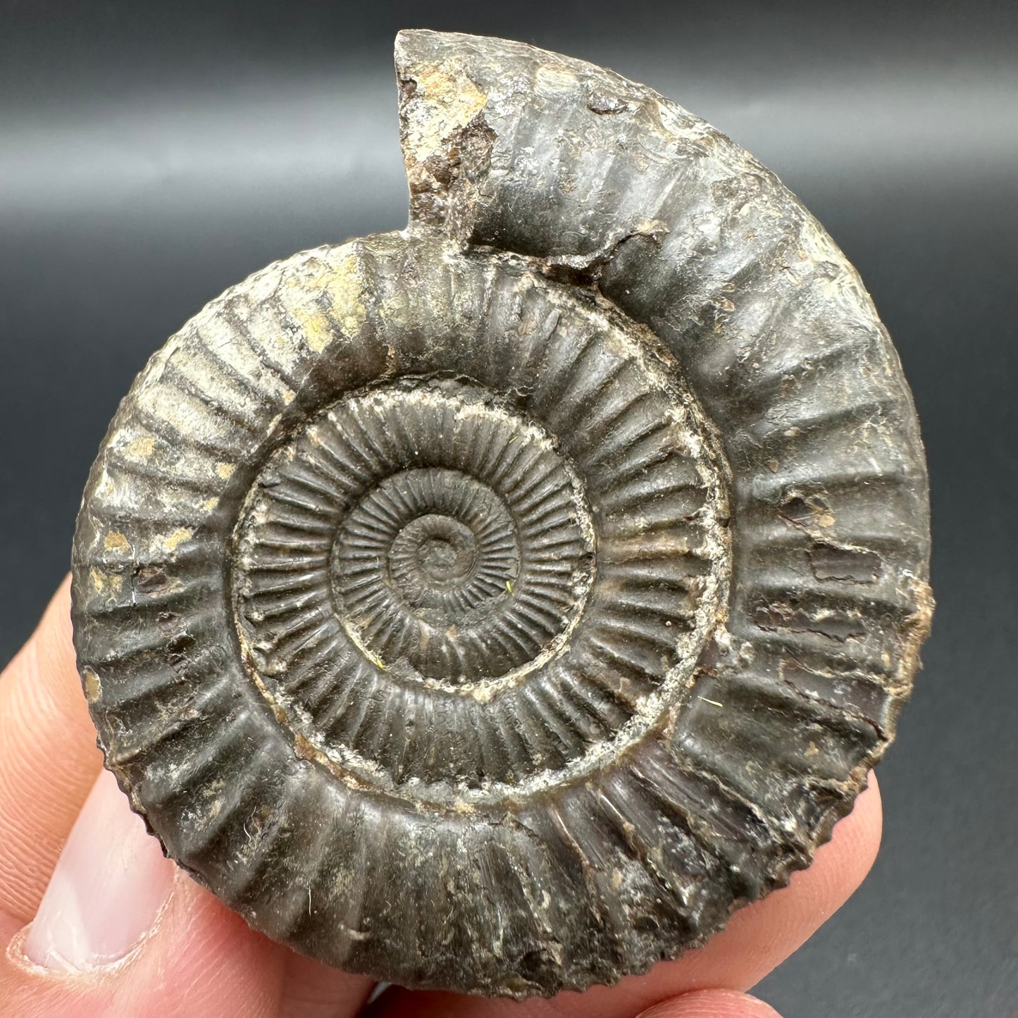 Matrix Free Dactylioceras Ammonite Fossil With Box And Stand - Whitby, North Yorkshire Jurassic Coast Yorkshire Fossils