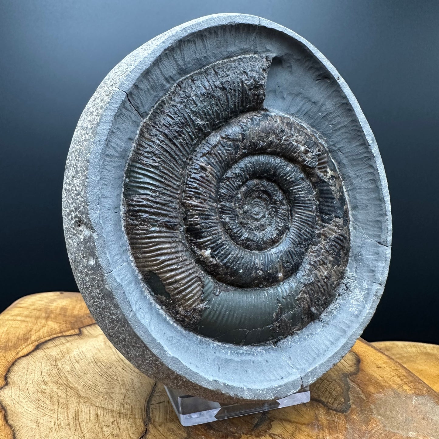Dactylioceras tenuicostatum Ammonite fossil with box and stand - Whitby, North Yorkshire Jurassic Coast