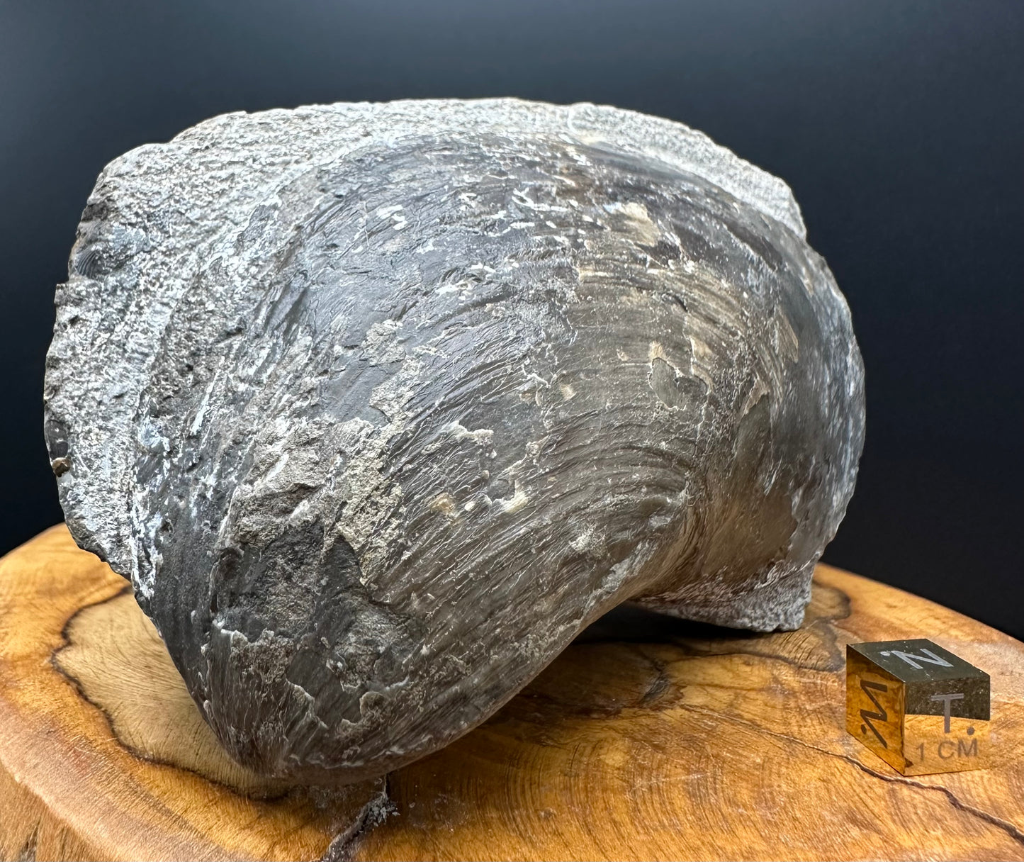 Shell fossil with stand - Whitby, North Yorkshire, Jurassic Coast, Yorkshire Fossils