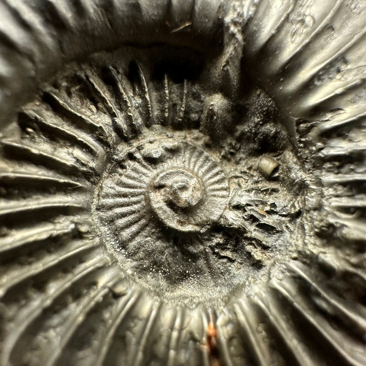 Schlothemia sp. ammonite fossil with box and stand - Whitby, North Yorkshire Jurassic Coast, Yorkshire fossils
