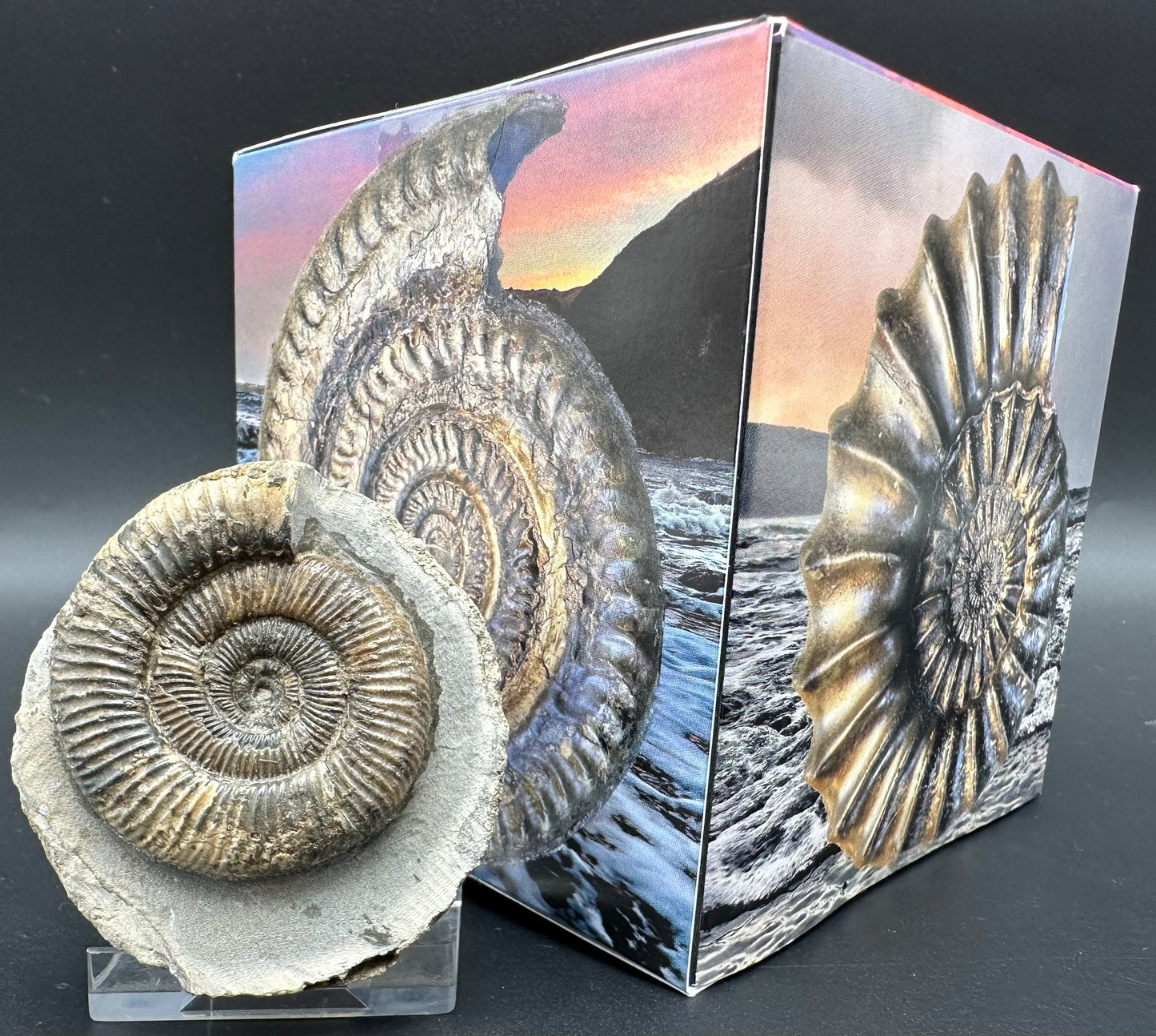 Dactylioceras Ammonite Fossil With Box And Stand - Whitby, North Yorkshire Jurassic Coast Yorkshire Fossils