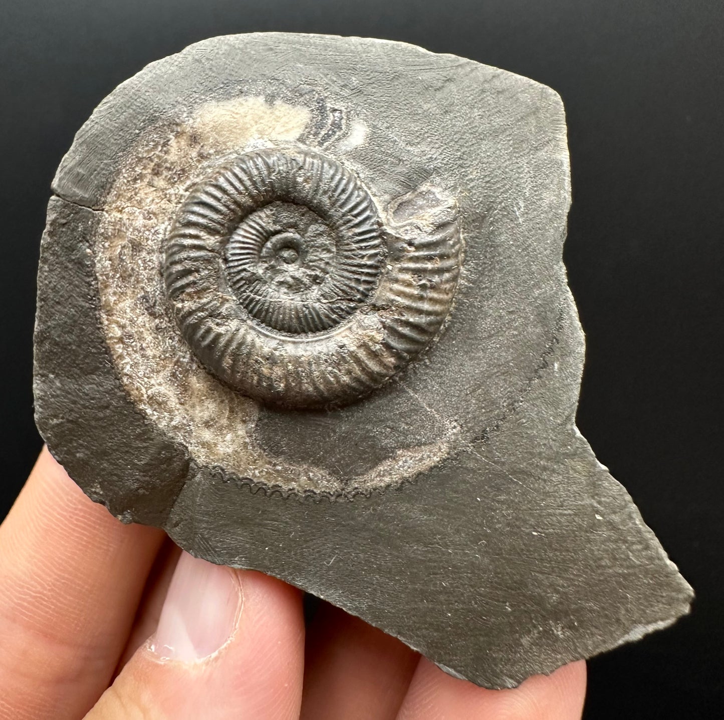 Dactylioceras Ammonite Fossil Gift Set - Whitby, North Yorkshire Jurassic Coast Yorkshire Fossils