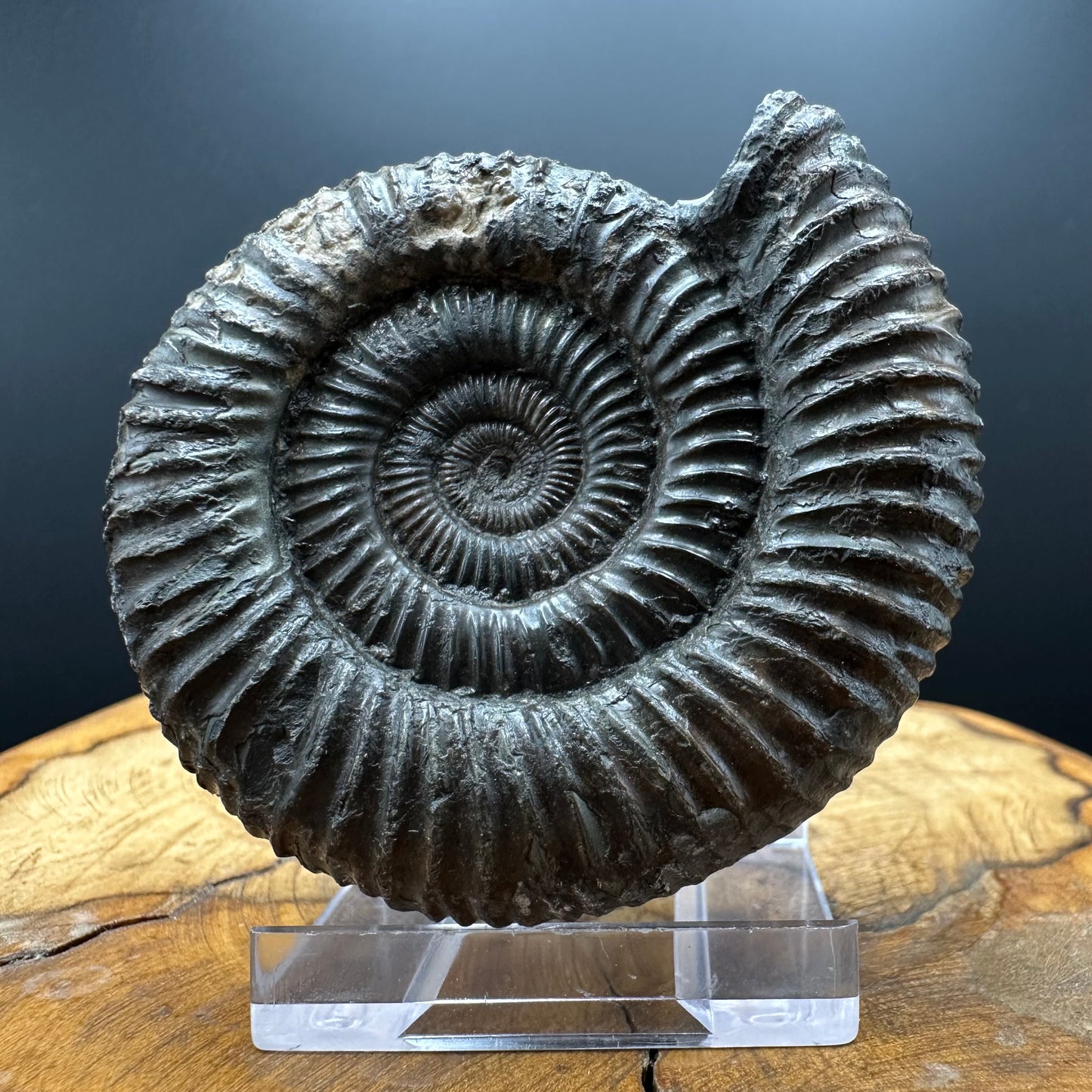 Dactylioceras Ammonite Fossil With box and Stand - Whitby, North Yorkshire Jurassic Coast Yorkshire Fossils