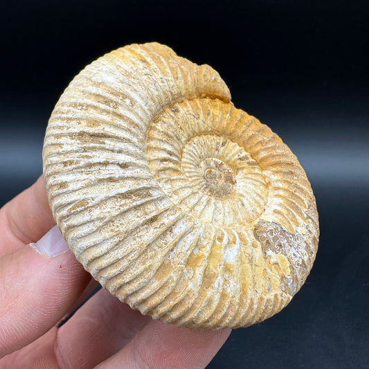 Dichotomosphinctes Ammonite Fossil With Box And Stand - Middle Jurassic Ammonite Madagascar