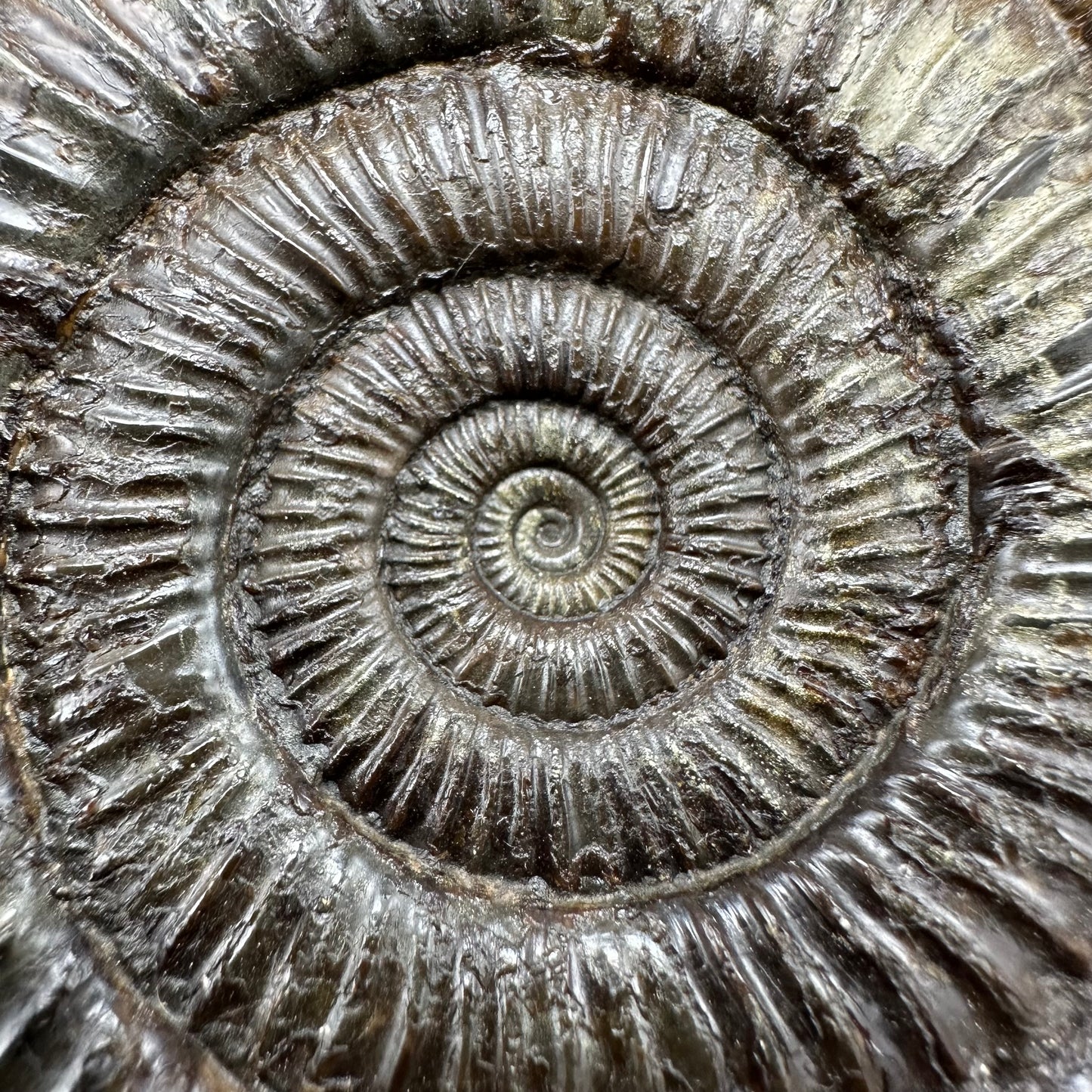 Dactylioceras Ammonite Fossil - Whitby, North Yorkshire Jurassic Coast Yorkshire Fossils