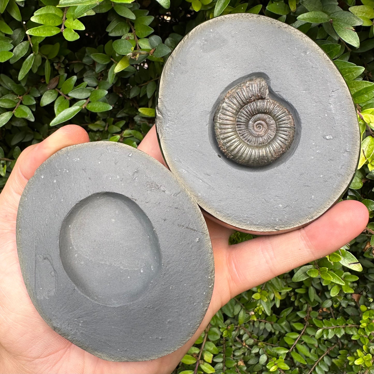 Golden Egg (IMPLANT) Ammonite fossil with stand - Whitby, North Yorkshire Jurassic Coast