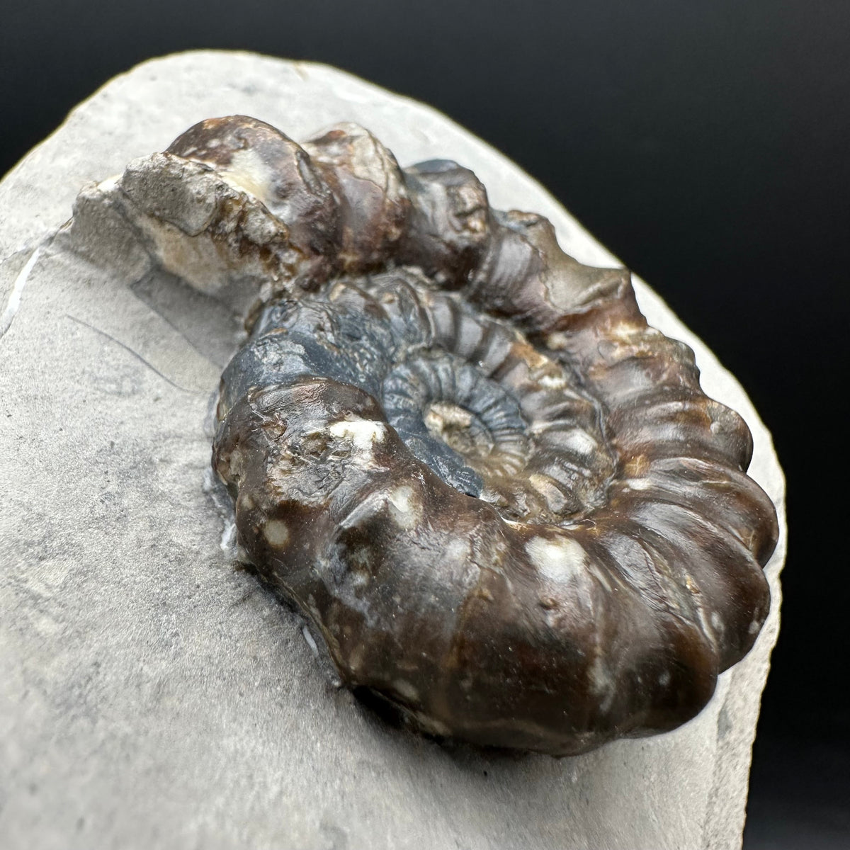 Androgynoceras maculatum ammonite fossil with stand - Whitby, North Yorkshire Jurassic Coast Yorkshire Fossils
