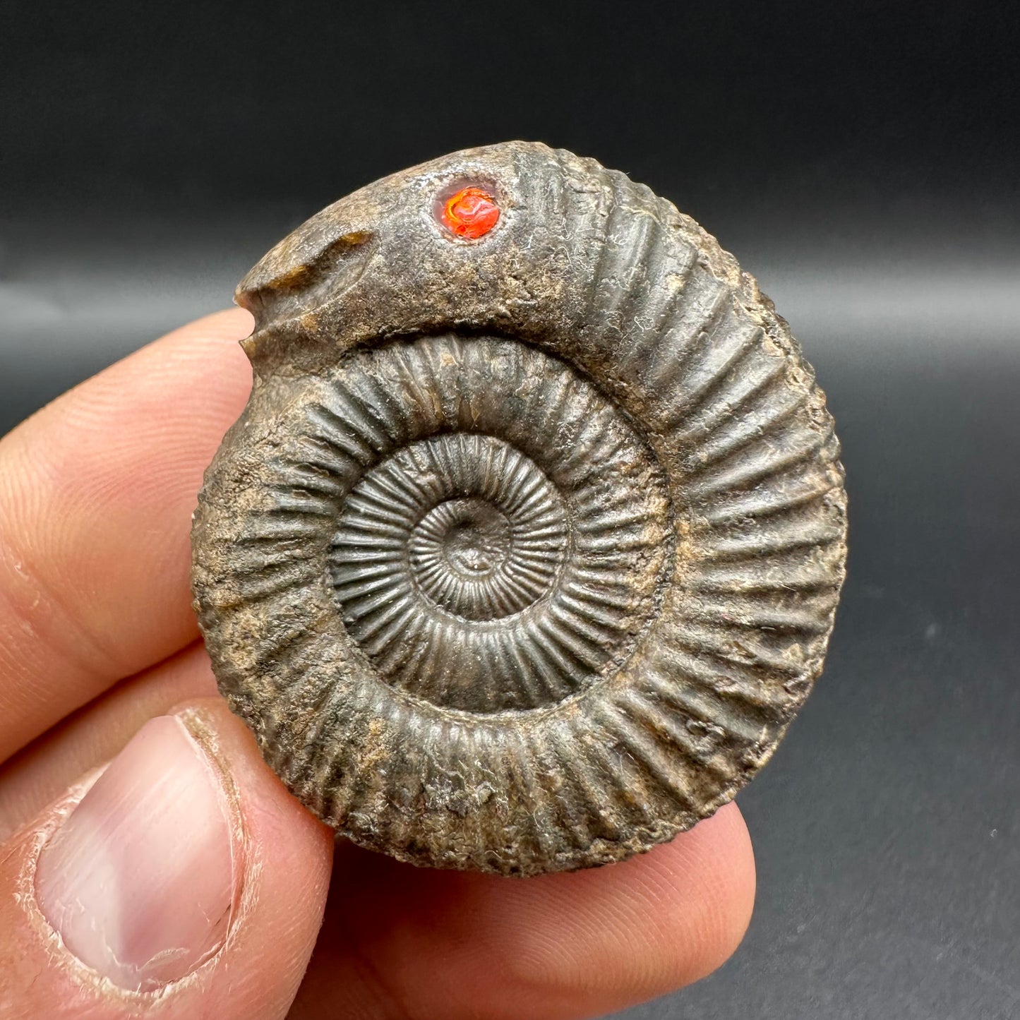 Snakestone Ammonite Fossil With Bag/Box And Stand - Whitby, North Yorkshire Jurassic Coast Yorkshire Fossils