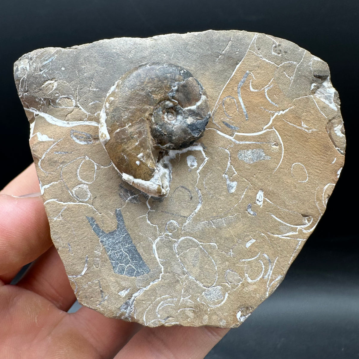 Amaltheus striatus ammonite fossil with box and stand - Whitby, North Yorkshire Jurassic Coast Yorkshire Fossils