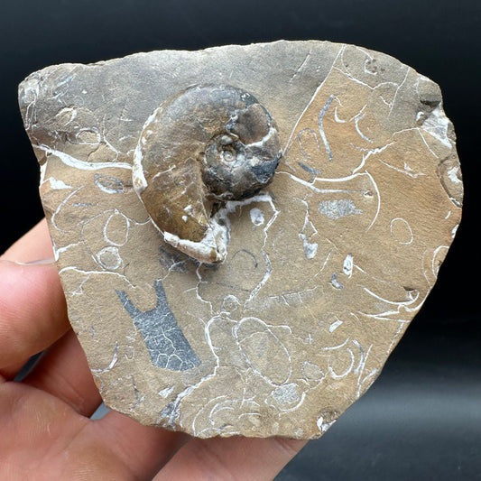 Amaltheus striatus ammonite fossil with box and stand - Whitby, North Yorkshire Jurassic Coast Yorkshire Fossils