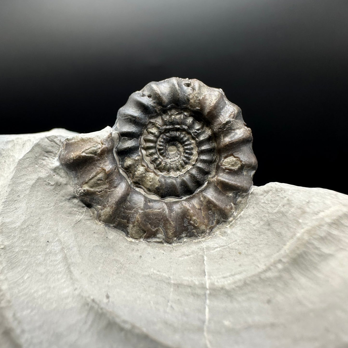 Gagaticeras ammonite fossil with gift box and stand- Whitby, North Yorkshire Jurassic Coast Yorkshire Fossils