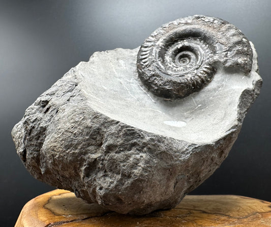 Hildoceras Bifrons Ammonite fossil with stand - Whitby, North Yorkshire Jurassic Coast, Yorkshire Fossils from the Jurassic Coast