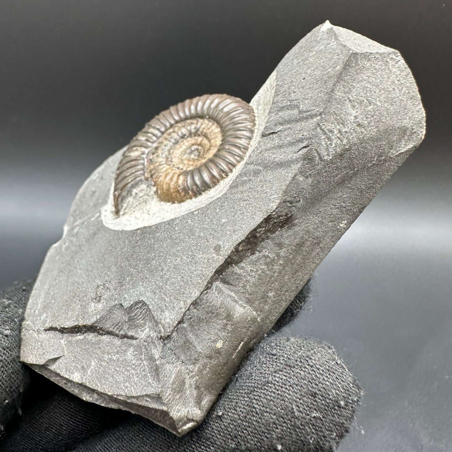 Gracile Multi-block Ammonite Fossil With Box And Stand - Whitby, North Yorkshire Jurassic Coast Yorkshire Fossils