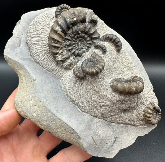 Androgynoceras maculatum ammonite fossil with stand - Whitby, North Yorkshire Jurassic Coast Yorkshire Fossils