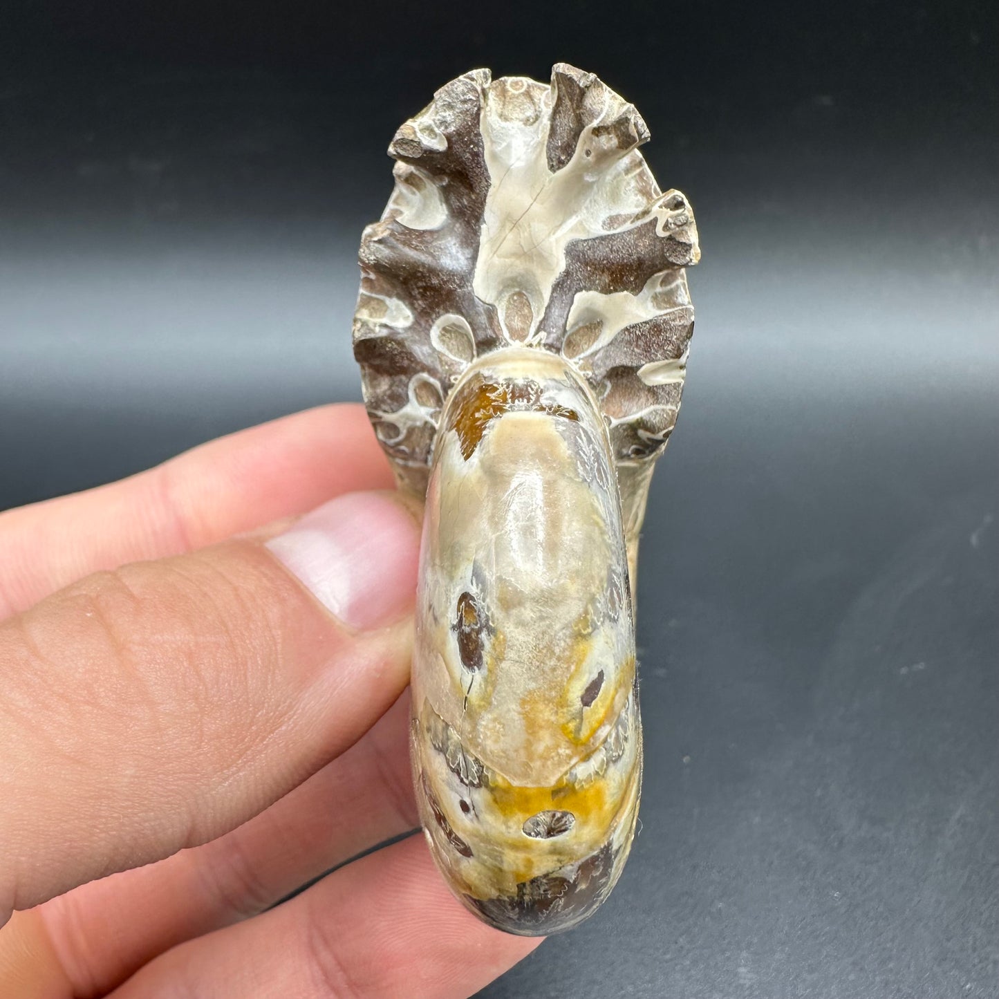 Puzosia Ammonite Fossil With Box And Stand - Cretaceous Ammonite Madagascar