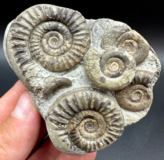 Arnioceras ammonite shell fossil with box and stand - Whitby, North Yorkshire Jurassic Coast Yorkshire Fossils