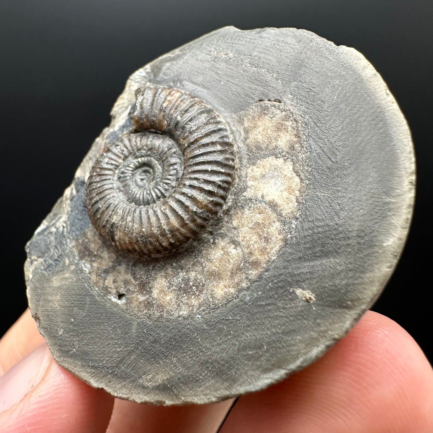Dactylioceras Ammonite Fossil Gift Set - Whitby, North Yorkshire Jurassic Coast Yorkshire Fossils
