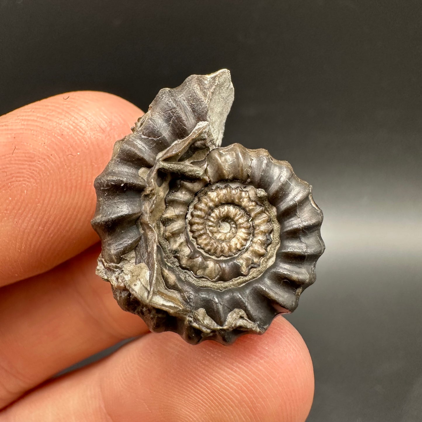 Gagaticeras Ammonite fossil with box and stand - Whitby, North Yorkshire Jurassic Coast Yorkshire Fossils