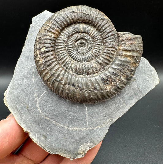 Dactylioceras Ammonite Fossil With Box And Stand - Whitby, North Yorkshire Jurassic Coast Yorkshire Fossils